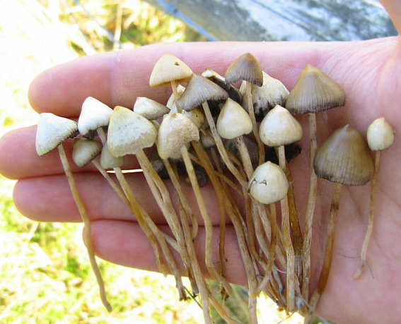 Withdrawal Symptoms From Psilocybin Withdrawal Symptoms From Psilocybin