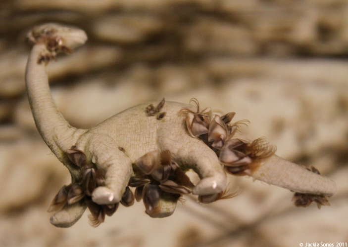 The Natural History of Bodega Head The rabbit and the barnacle