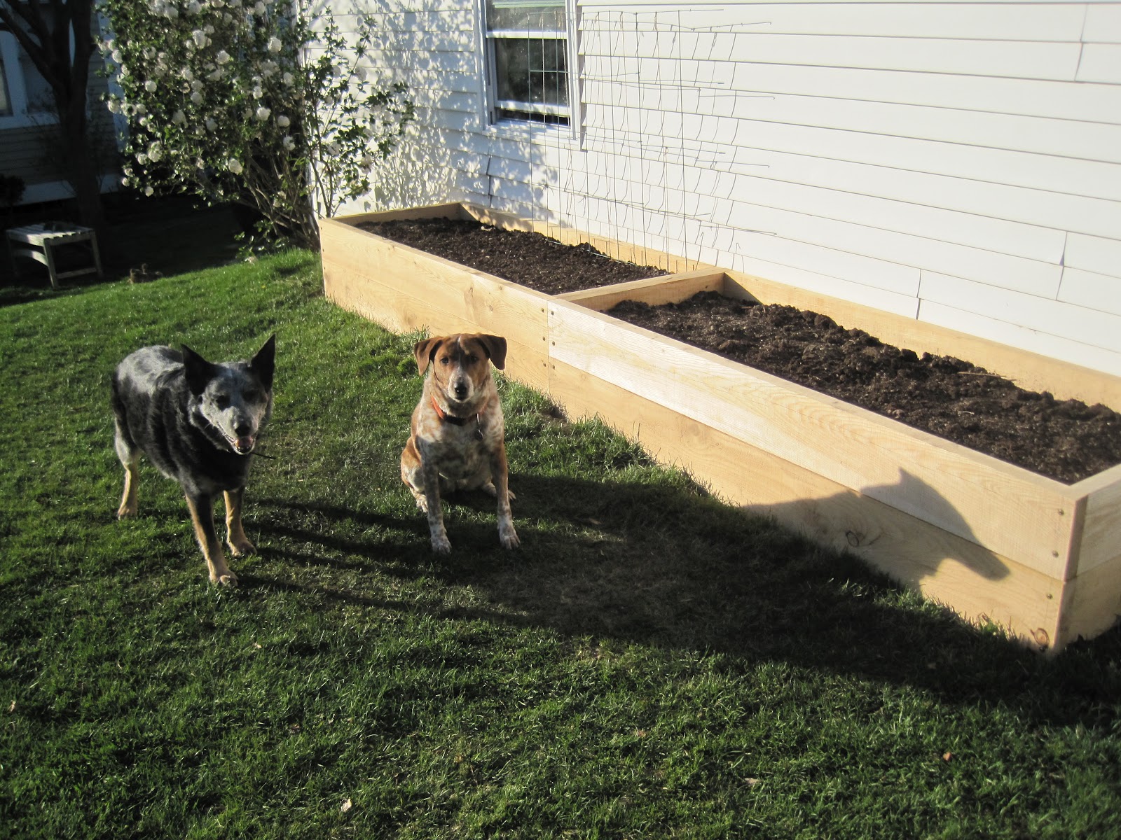 Local Color: Tall Raised Garden Beds for the Yard with Dogs!