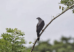 CRANE HAWK