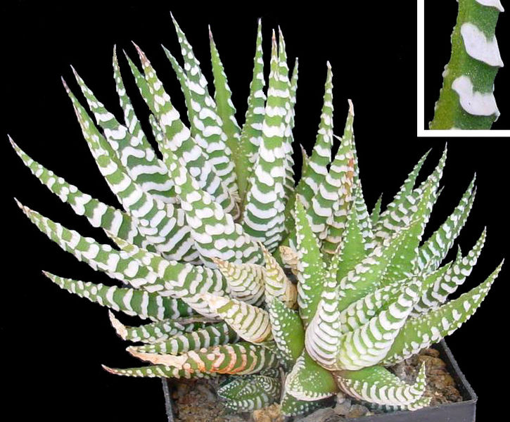 Desert Raven Haworthia Fasciata Zebra Hawarthia