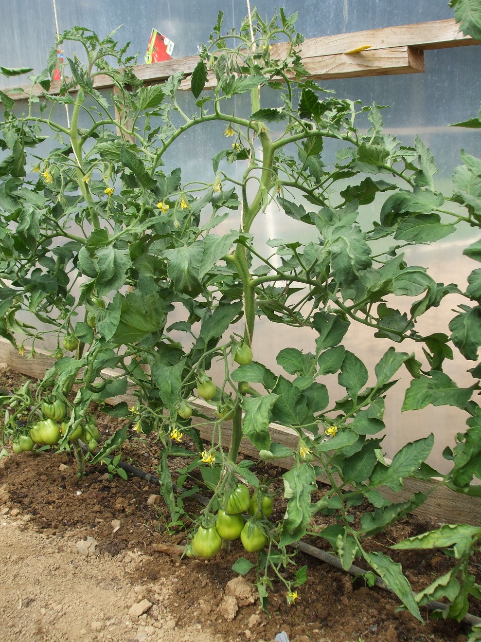 Let your tomato plants do the talking
