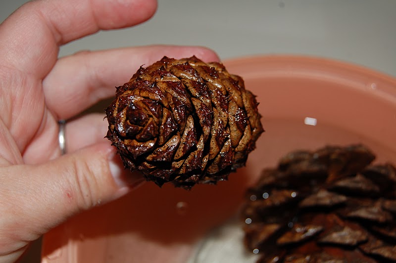 Purpose Of Pine Cones
