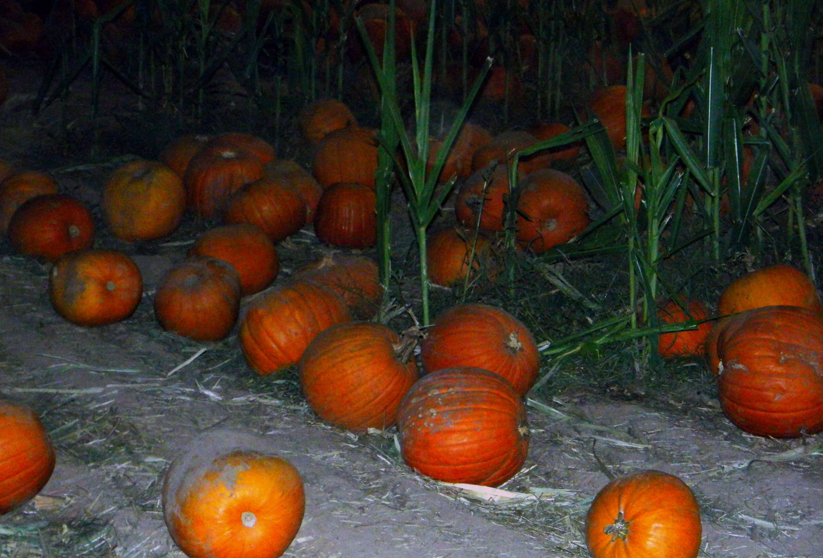 The Pumpkin Patch at Night