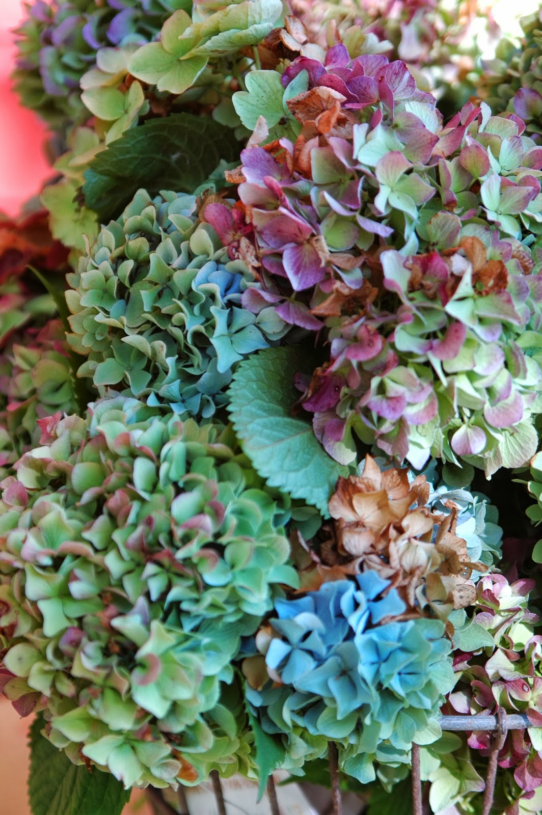 deborah jean's DANDELION HOUSE and GARDEN Dried Hydrangeas For Fall