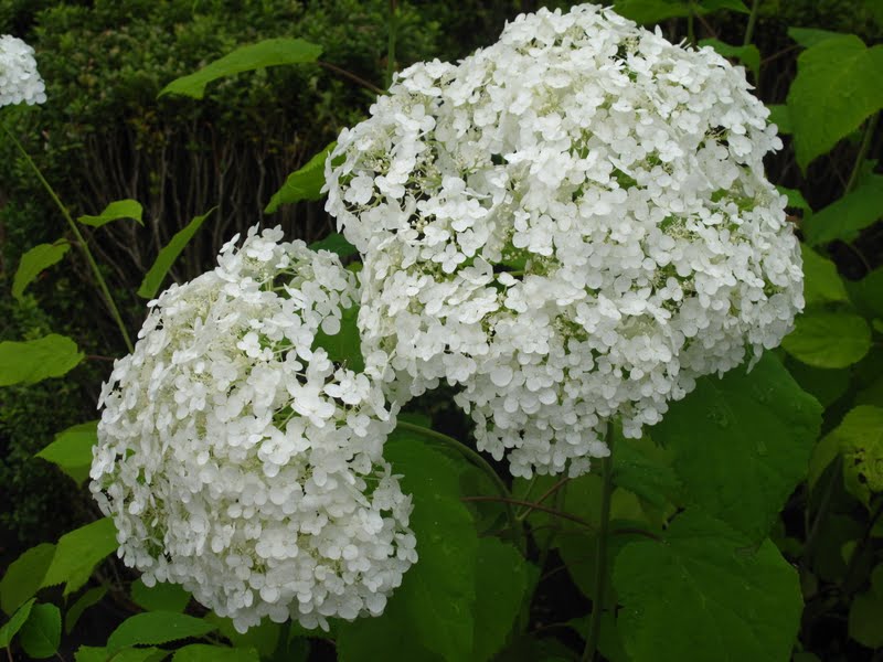 Pivoines Et Macarons Buddleja Davidii Arbre A Papillons