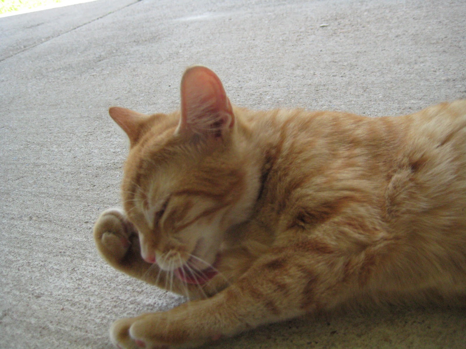 cat with apple