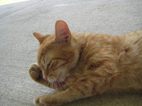 Apples of Gold: Cure for Cat Conjunctivitis: Apple Cider ...