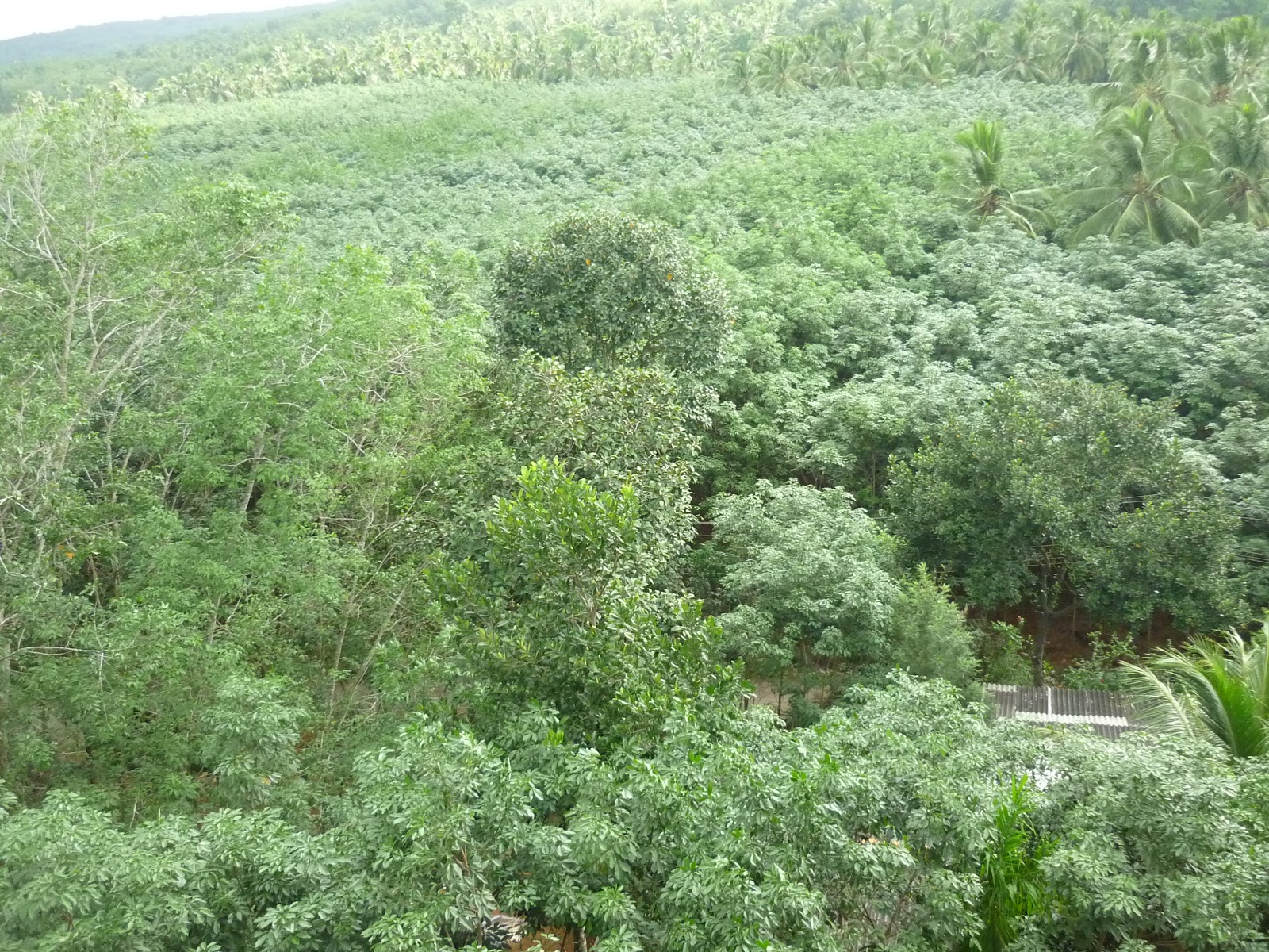 Mathur Thottipalam Bridge in Nagercoil, Kanyakumari District Tourist