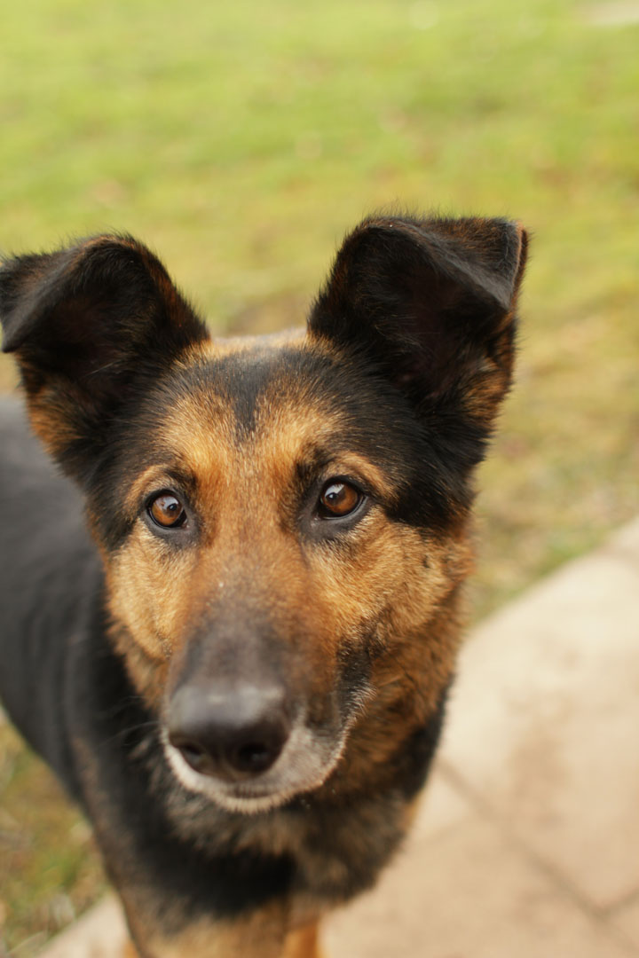 german shepherd collie mix molly german shepherd collie mix german shepherd collie mix molly german shepherd collie mix