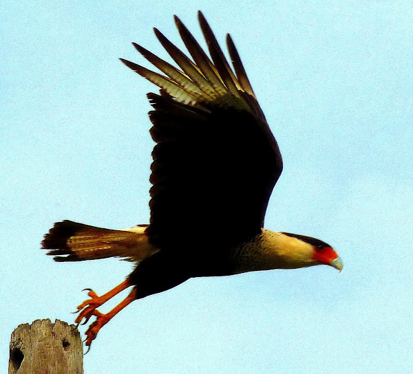 Crested Caracara, 3/29/2014