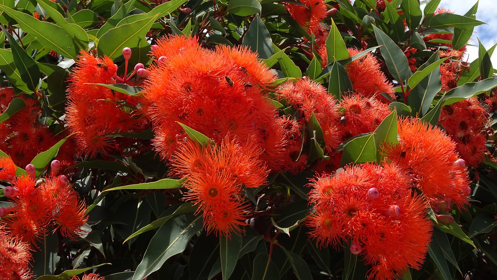 MAP MELBOURNE STREET TREES 141 CORYMBIA 'BABY ORANGE'