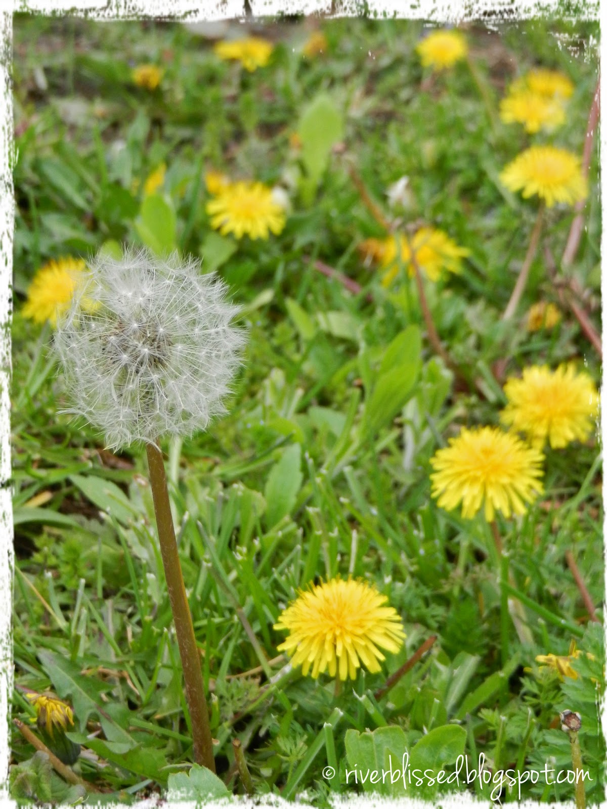 River Bliss Dandelions Underappreciated Perennials