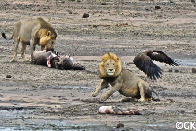 Mähnenlöwen (Panthera leo)