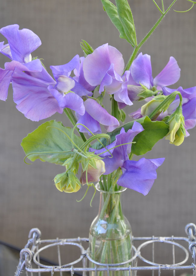 Shiatoshi Annual Sweet Pea Germination And Care