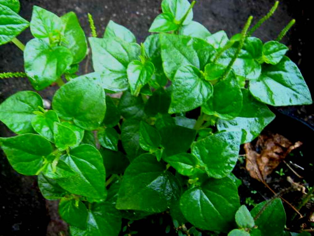 Pansit-pansitan benefits tagalog picture