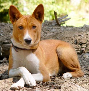 Does A Basenji Dog Bark Does A Basenji Dog Bark