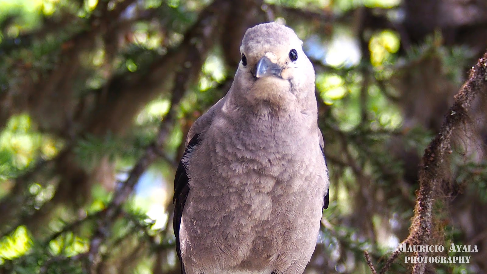 Mauricio Ayala Photography NutCracker Bird Posing for my Camera, Lake