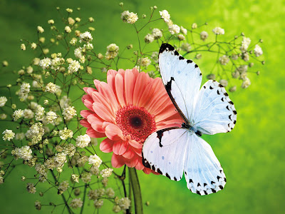 Flower And Butterfly Wallpapers