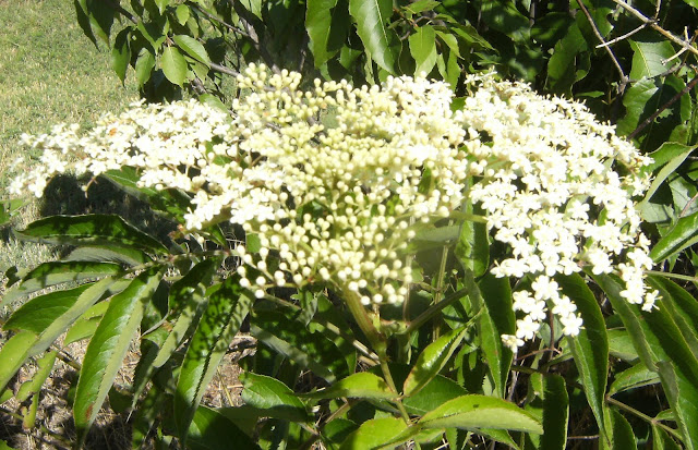 Proven Winners Colorchoice Plant Of The Week Plant Of The Week