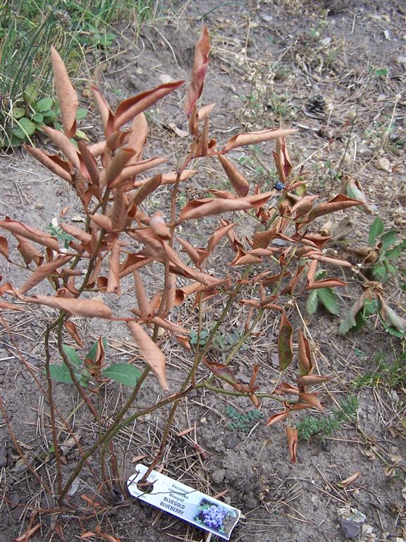 Perennial Passion 07/01/2012 08/01/2012