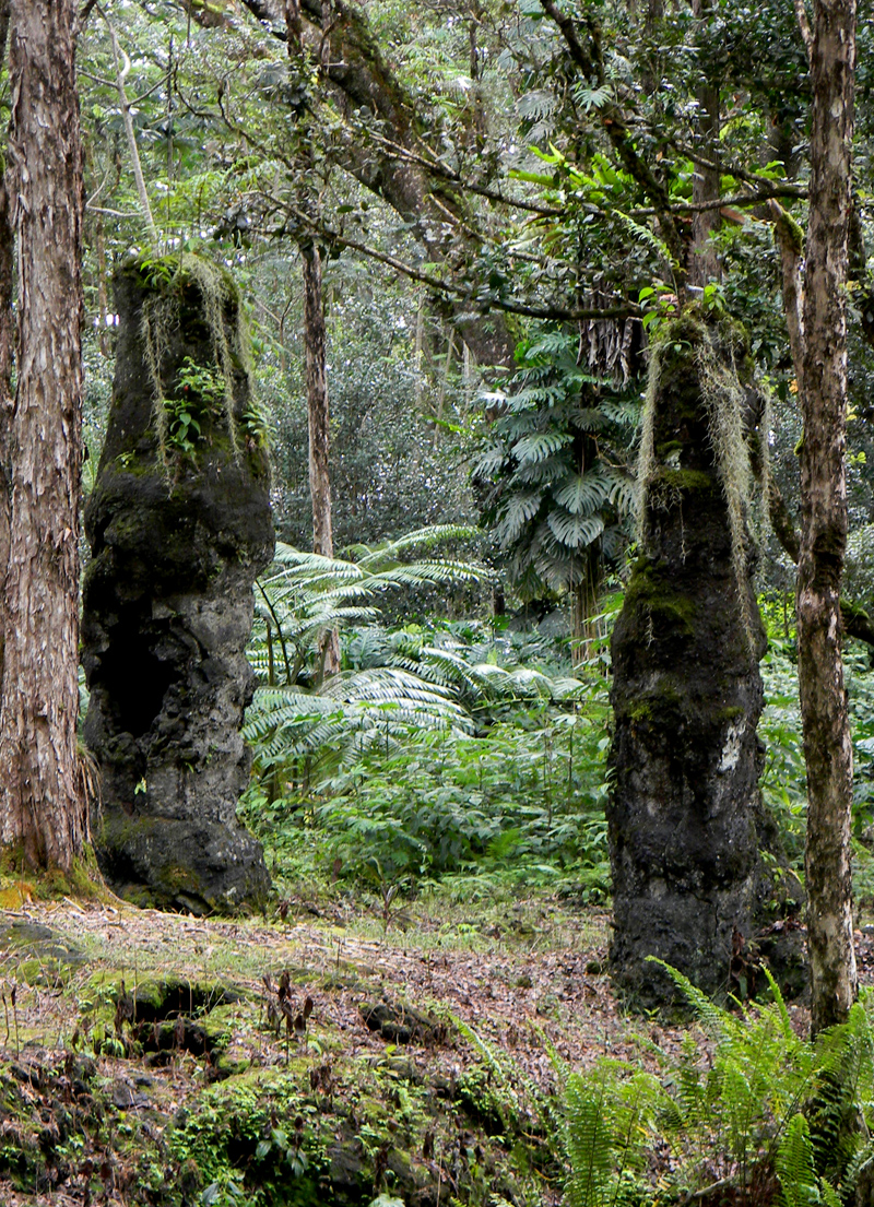 Haysmer Hawaii Our Very Own "LAVA TREE"