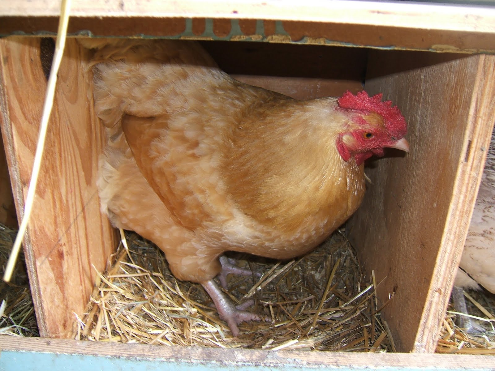 What Would You Do? My Chickens are Eating All Their Eggs!! Community