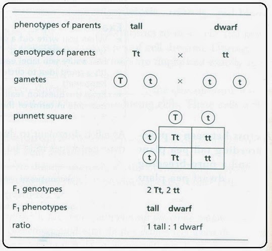 Printables Monohybrid Crosses Worksheet Answers monohybrid cross worksheet answers davezan abitlikethis