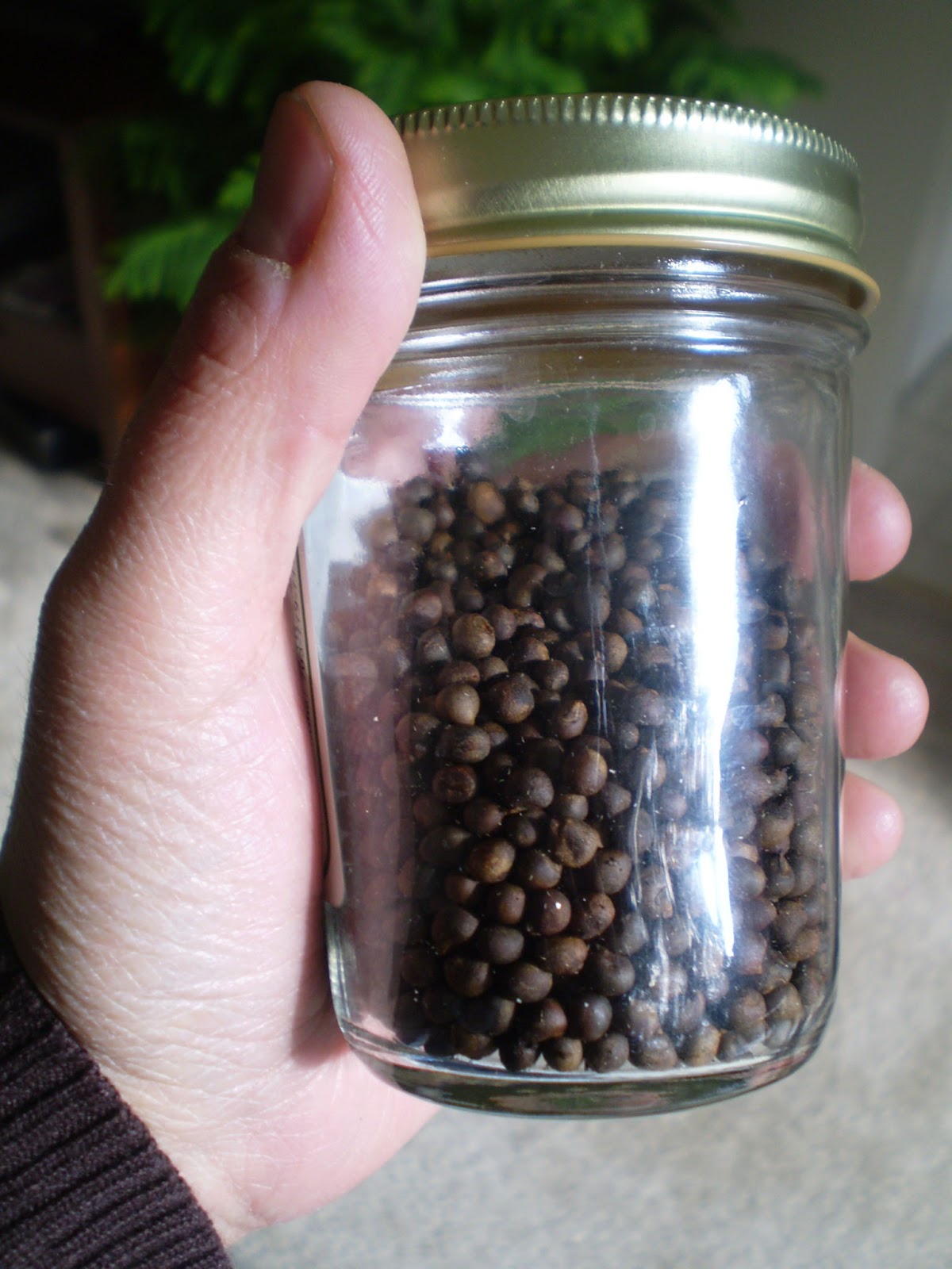 Green Jean okra "coffee"