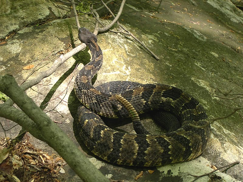 Endangered New Jersey Assessing NJ's Native Reptiles and Amphibians.
