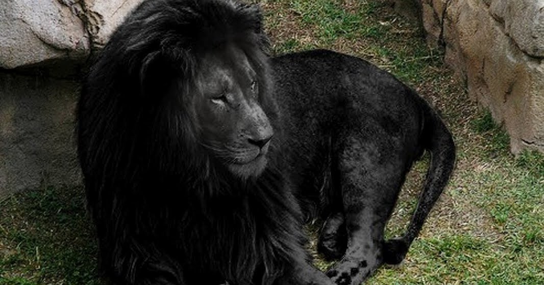 1 World Knowledge Do Black Lions Exist?