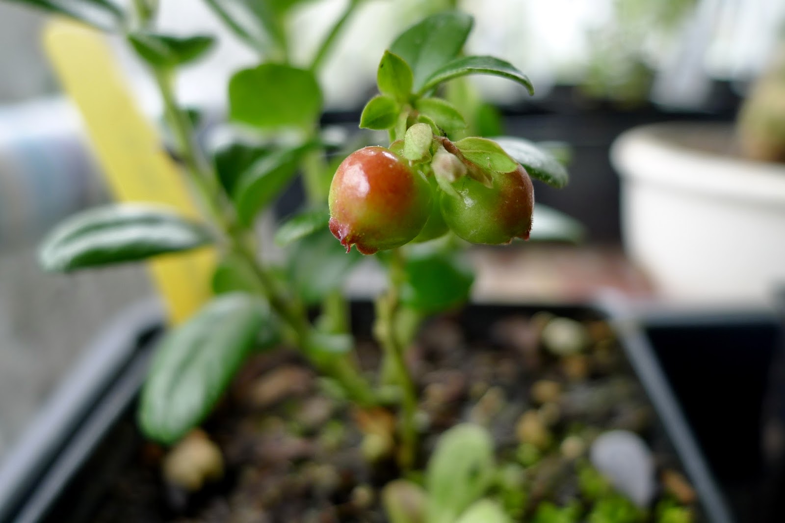 Balsgart Lingonberry, edible landscaping