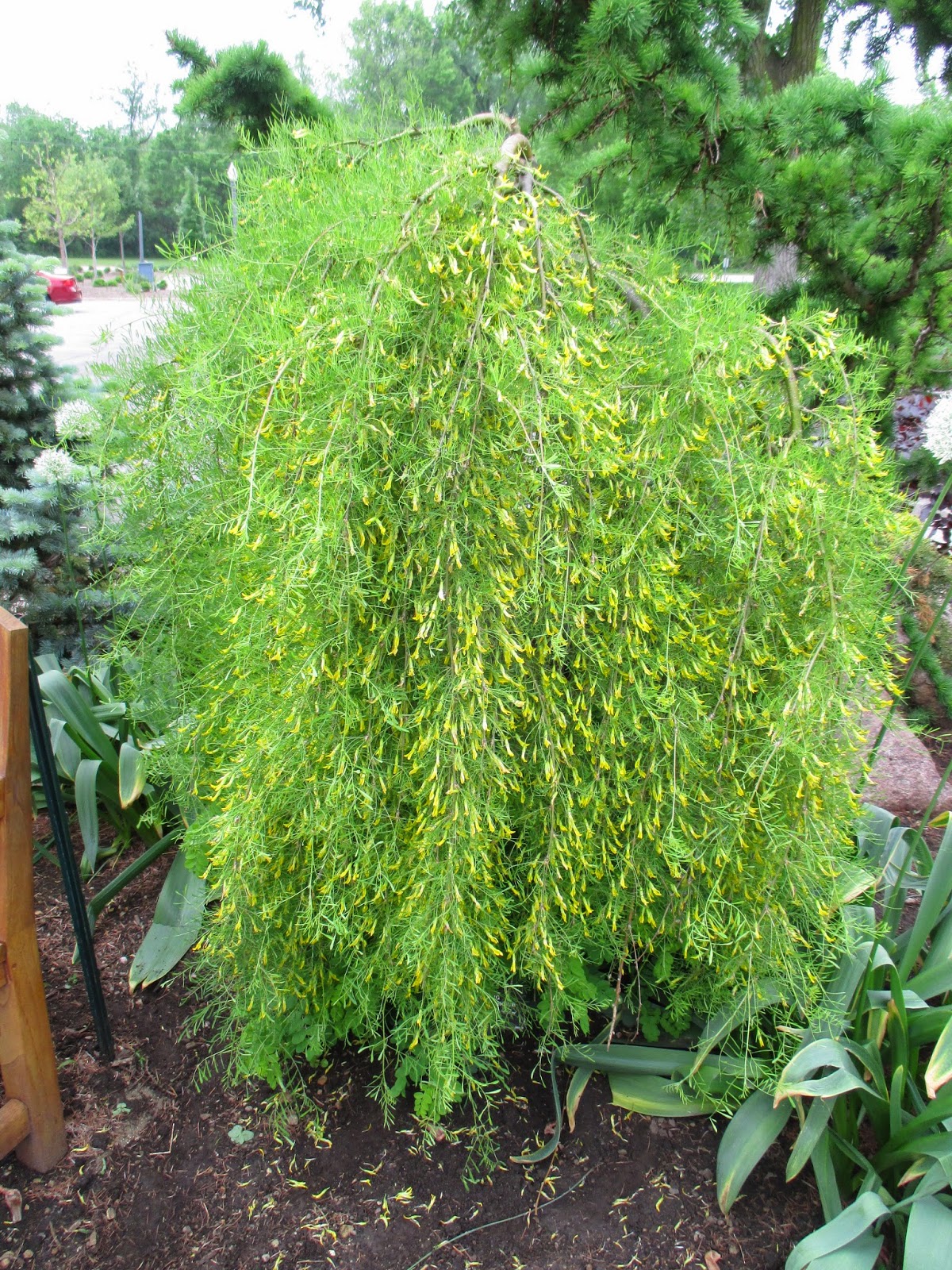 Future Plants By Randy Stewart Caragana