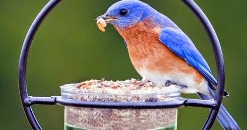 wild birds unlimited how to feed mealworms to wild birds wild birds unlimited how to feed mealworms to wild birds