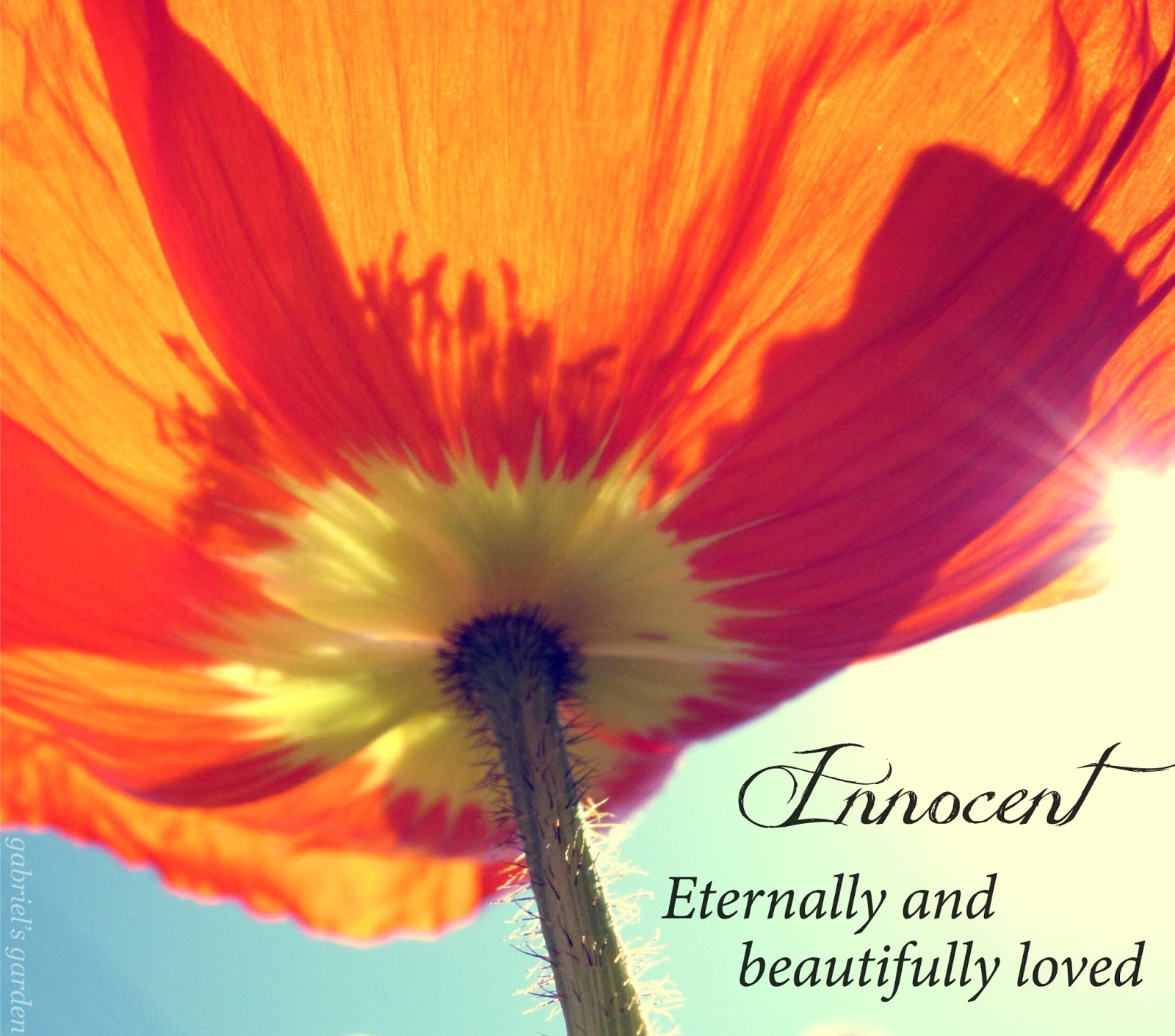 Gabriel's Garden Innocent's Flower