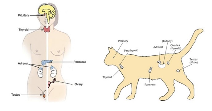 Veterinary Medicine Sistem Endokrin