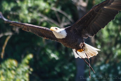 Águila, zoo, ave, pájaro, águila volando