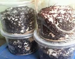 Tertarik Beternak Semut Jepang Yuk Lihat Keuntungannya