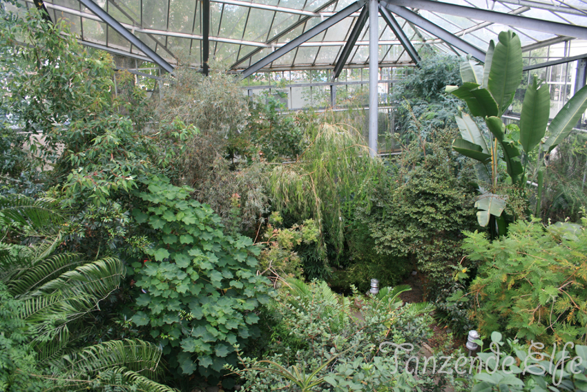 Tanzende Elfe Amsterdam No.2 Botanischer Garten