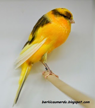 Mengenal Perbedaan Burung Kenari YS, F1, F2, F3, AF, AFS, Loper