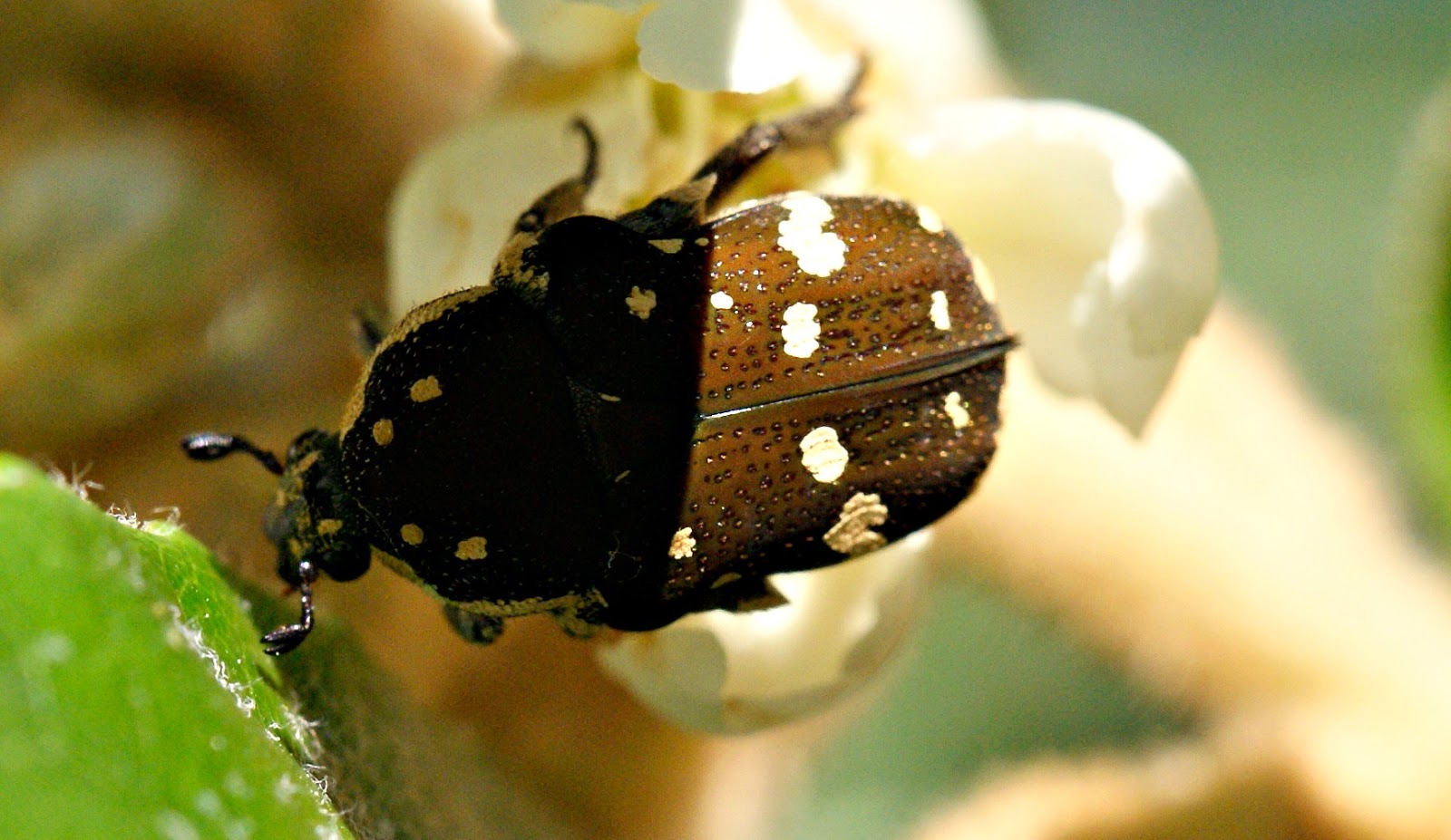 BROWN FLOWER BEETLE (Glycyphana Stolata)
