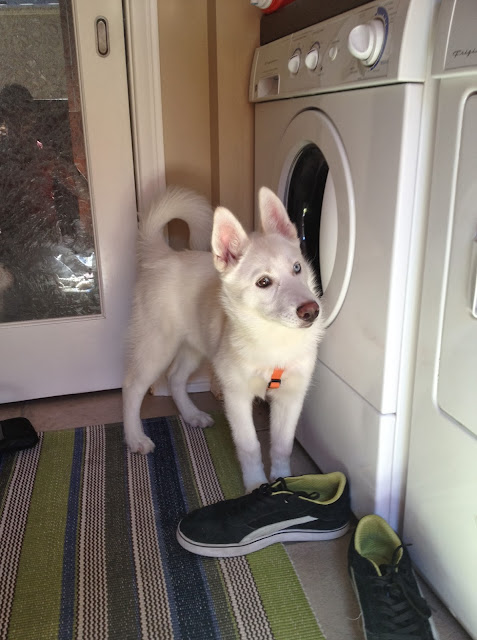 White Siberian Husky, Brown and Blue Eye