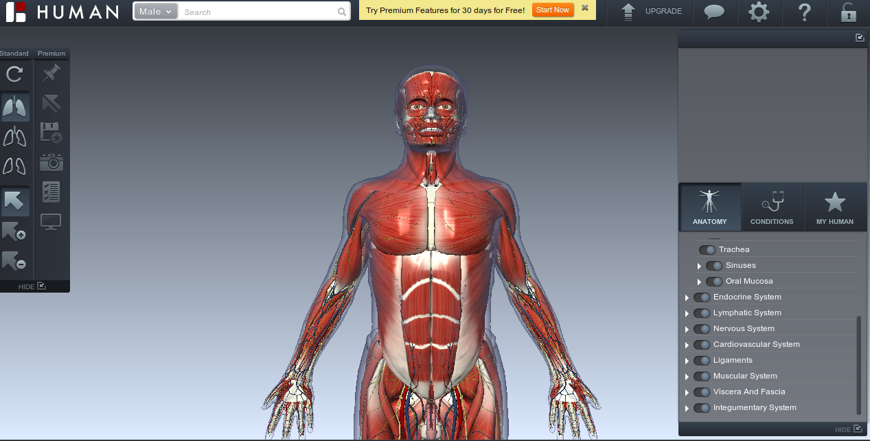 Articles And Tips Free Biodigital Human Exploring The Human Body