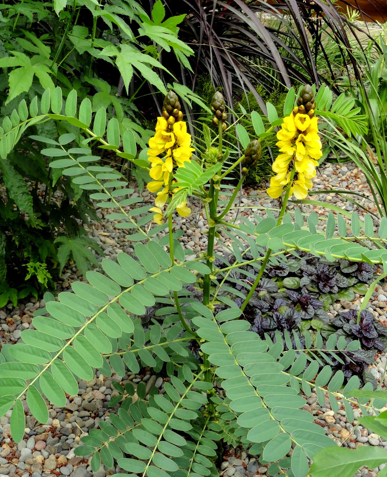 danger garden Cassia didymobotrya is my favorite plant in