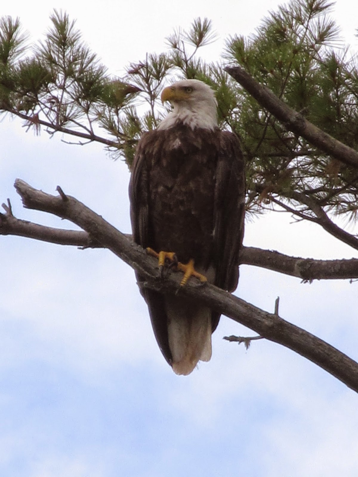 Recreational Kayaking in Maine Lake Arrowhead Limerick/Waterboro, ME