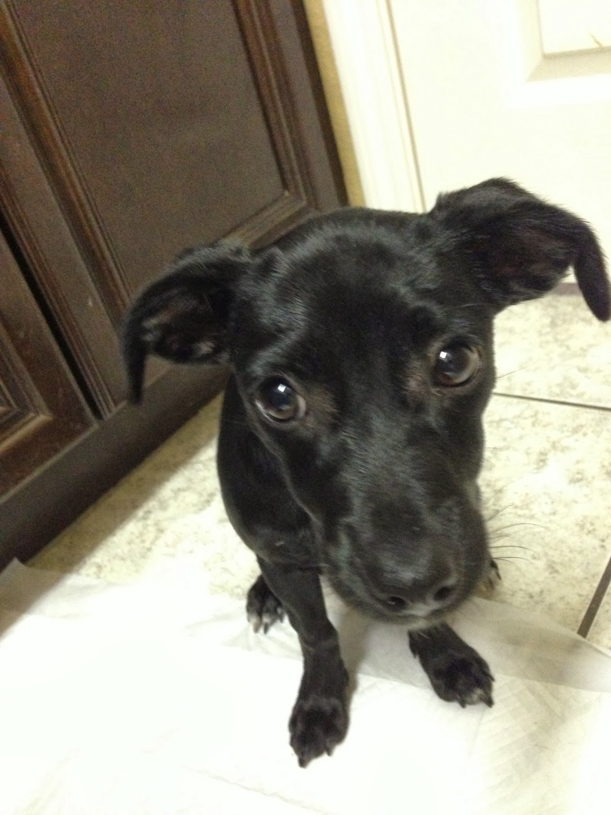 puppy sickness parvo doxador puppy is sick with parvo anze the doxiepin puppy sickness parvo doxador puppy is sick with parvo anze the doxiepin