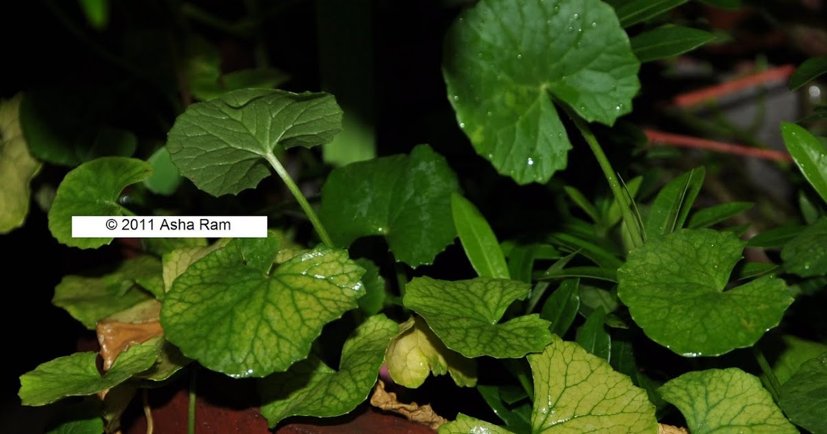 Rake and Spade: Ondelaga or Saraswathi Plant