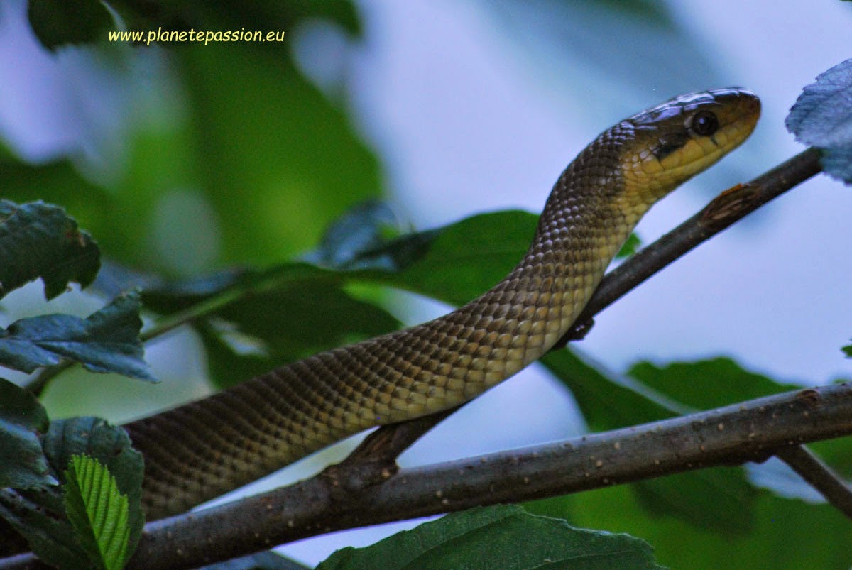 anaconda - English-French Dictionary