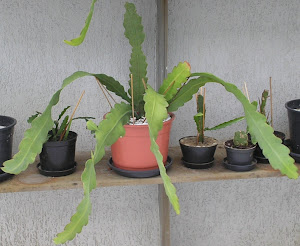 Cactus Orquídea epiphyllum