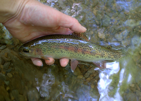 Rainbow Trout from Palmer Creek in Cataloochee Valley